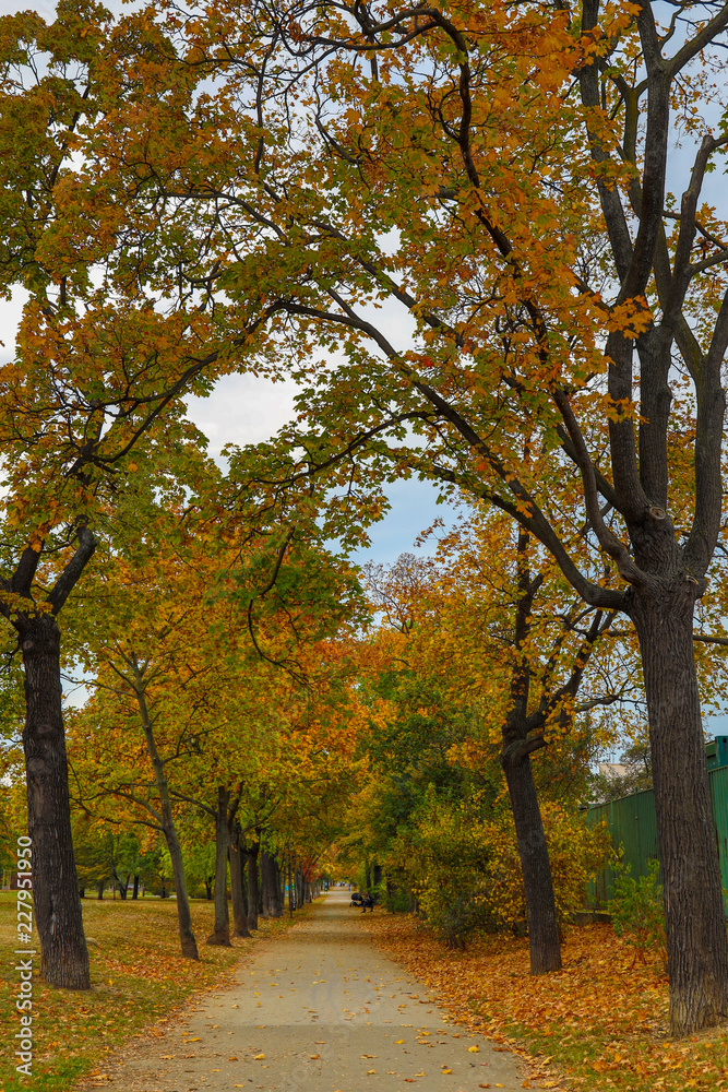 Road through alley in Autumn