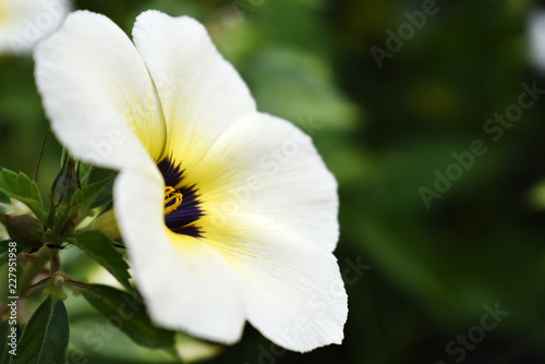 Fototapeta Naklejka Na Ścianę i Meble -  White, yellow and brown flower on a blurred background