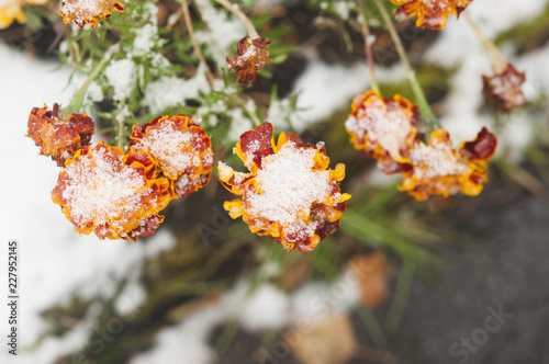 Close up of flower covered with ice and snow