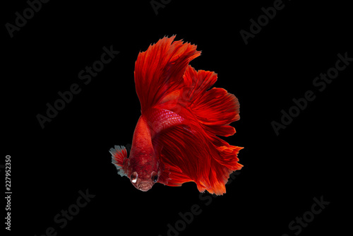 Red betta siamese fighting fish, Betta splendens "Pla-kad Thai" ,Half moon tail on isolated white background with clipping path.