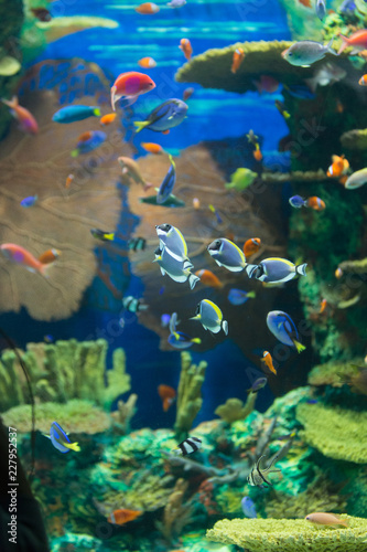 fish in aquarium