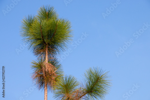 pine tree on blue sky background