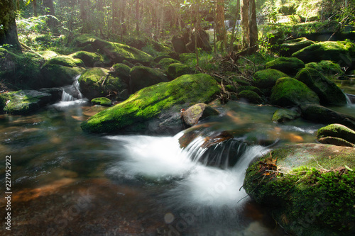 calm mountain water stream flowing in green forest