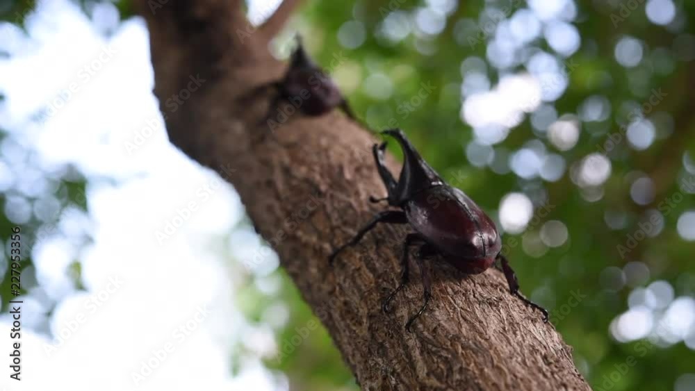 My MovieJapan horn beetle or kabuto is favorite pet for japanese child in summer Osaka Japan. My MovieJapan horn beetle or kabuto is favorite pet for japanese child in summer Osaka Japan.
