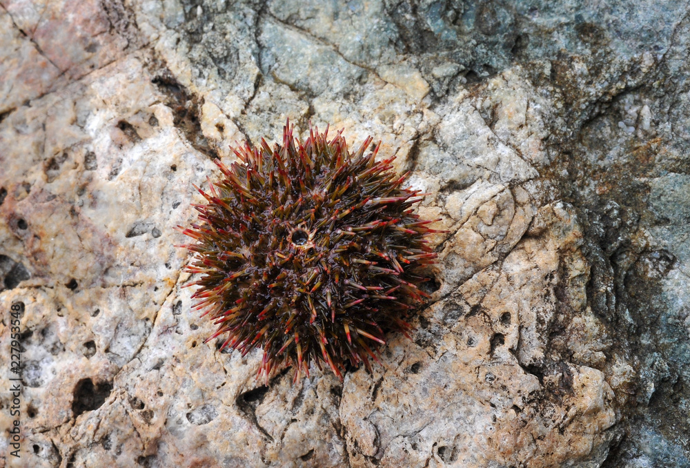 Fototapeta premium Sea urchin on stone