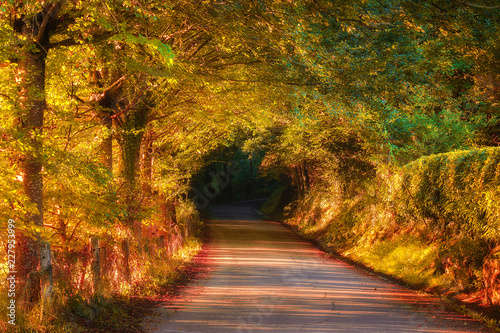 beautiful road in autumnal forest