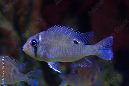 fish in aquarium © wolfenstain3d