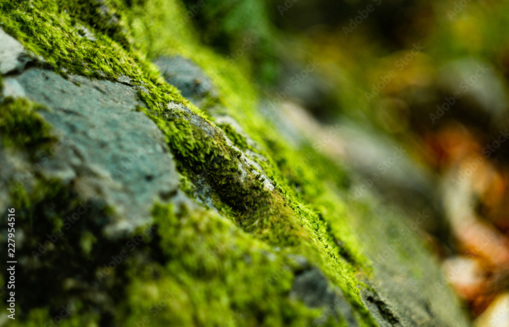 Moss Moss