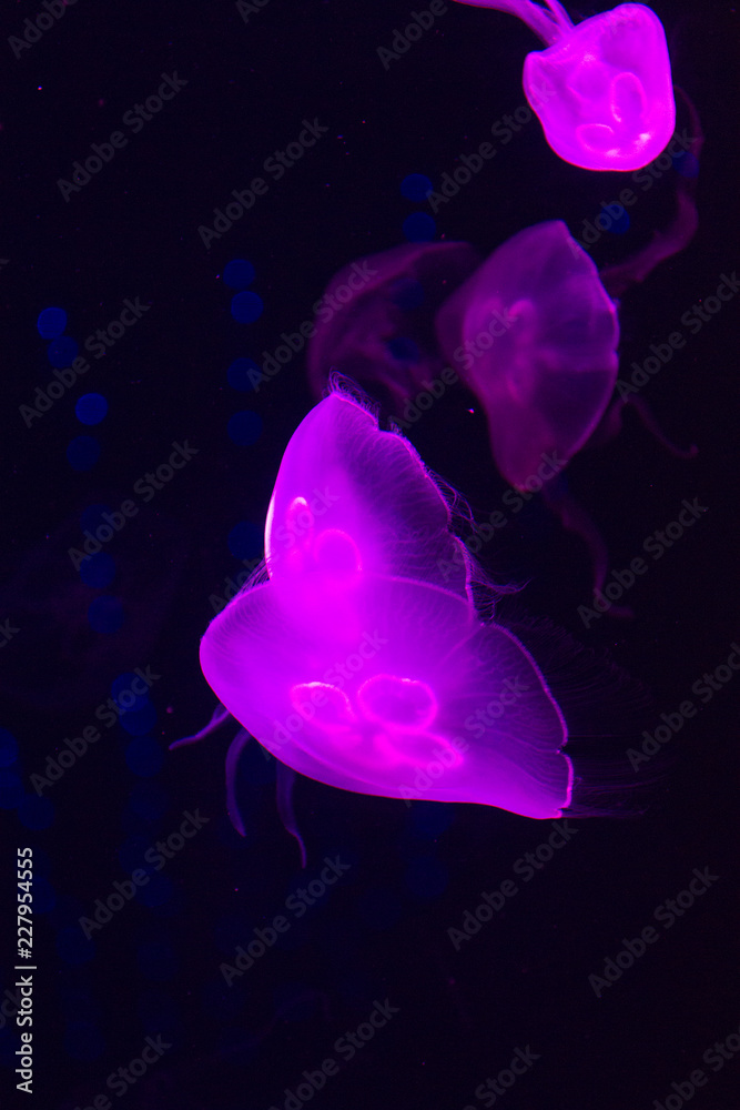 Obraz premium jellyfish