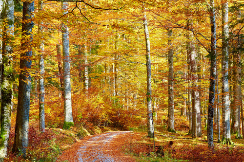 Wunderfull colors of autumn in austrian primeval forest