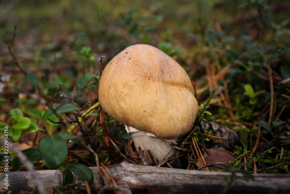 Edible young mushroom Rozites caperatus close up growing in a forest Edible young mushroom Rozites caperatus close up growing in a forest