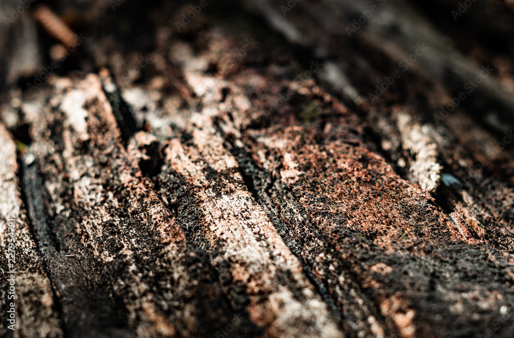 Tree bark Tree bark