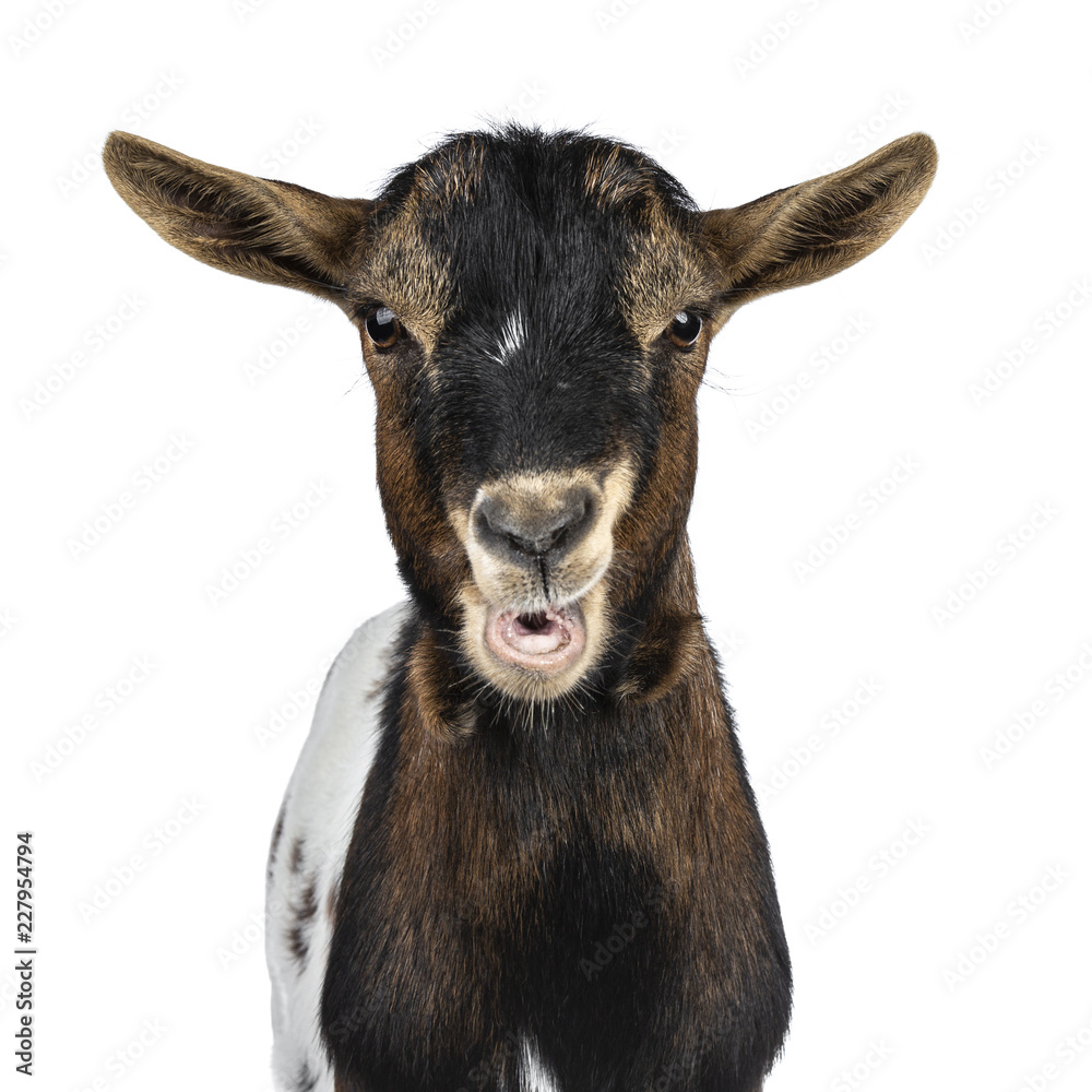 Head shot of funny chewing white, brown and black spotted pygmy goat front view, looking straight at camera isolated on white background