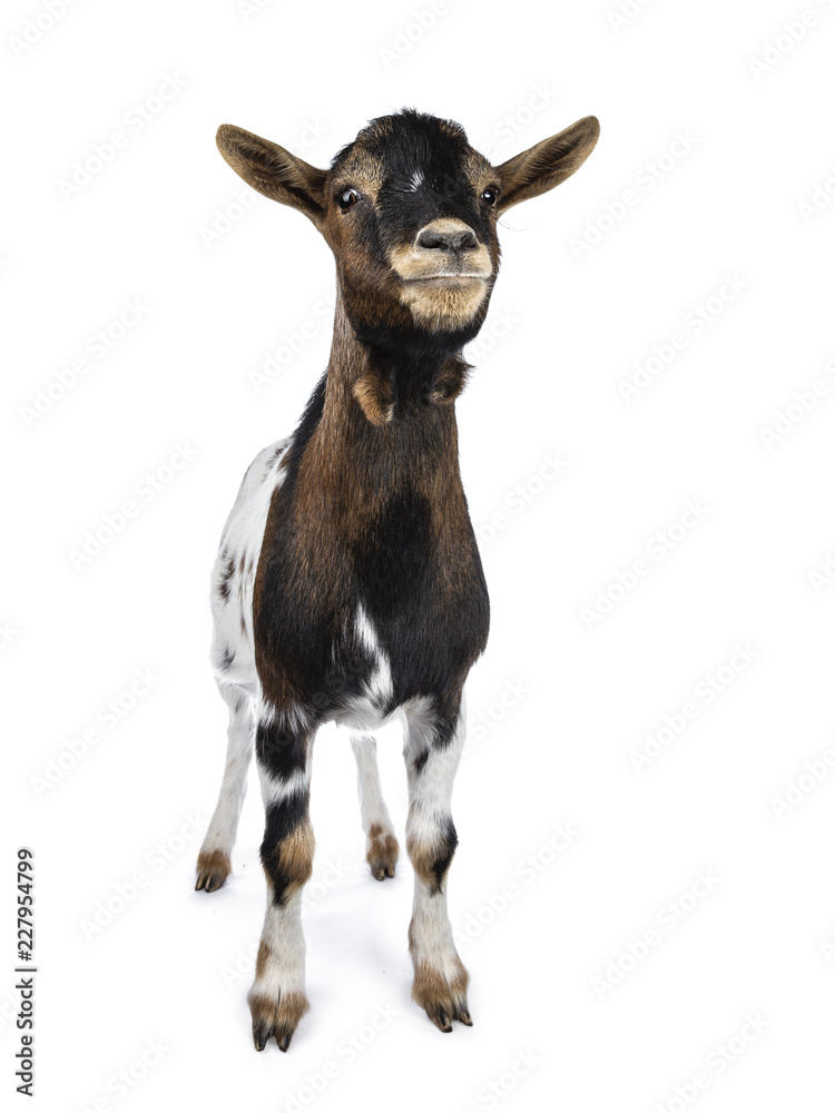 Fototapeta premium Cute white, brown and black spotted pygmy goat standing front view with closed mouth, looking straight ahead isolated on white background