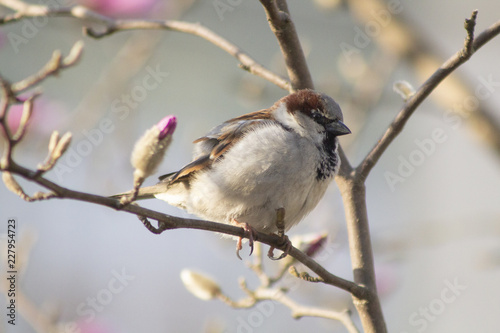 sparrow wróbel ptak wiosna