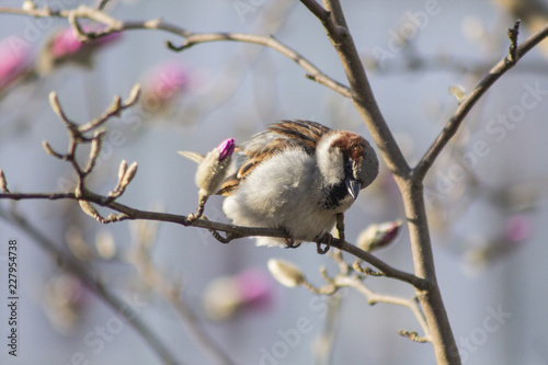 sparrow wróbel ptak wiosna