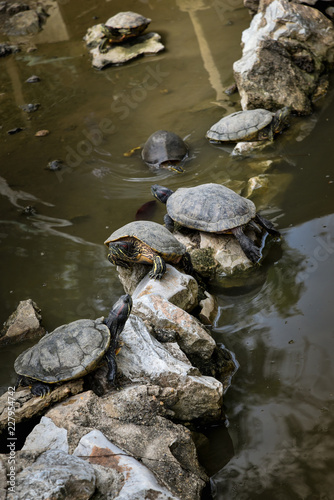 Turtles on stone in pool