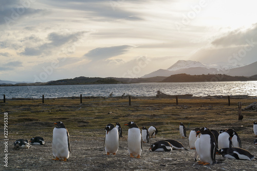 Penguins - Ushuaia