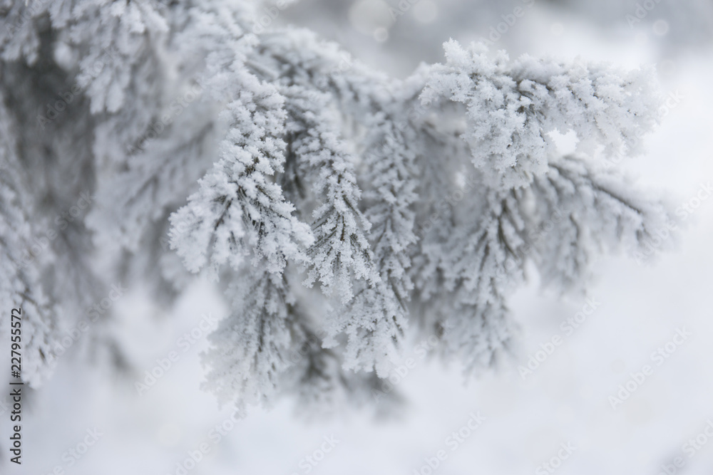 Snow-cowered fir branches. Winter blur background. Frost tree