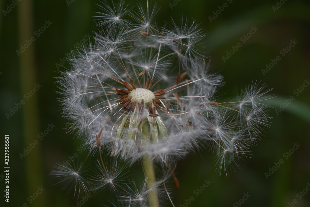 Dandelion on the meadow