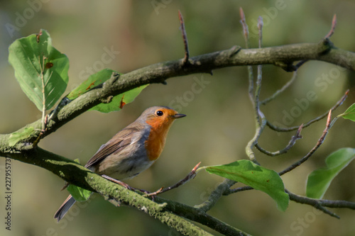 Robin (redbreast) on a tree branch