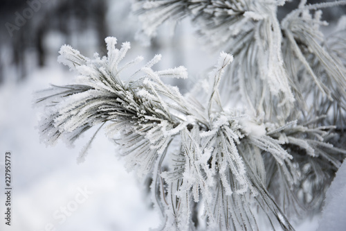 Snow-cowered fir branches. Winter blur background. Frost tree