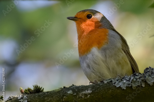 Robin (redbreast) on a tree branch