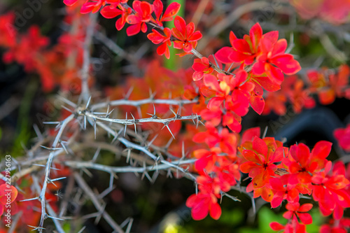 Branch with red leaves photo