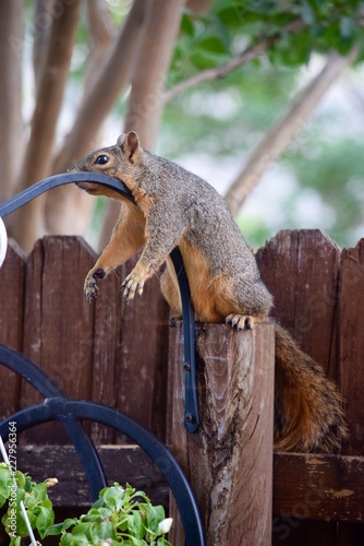 Resting Squirrel