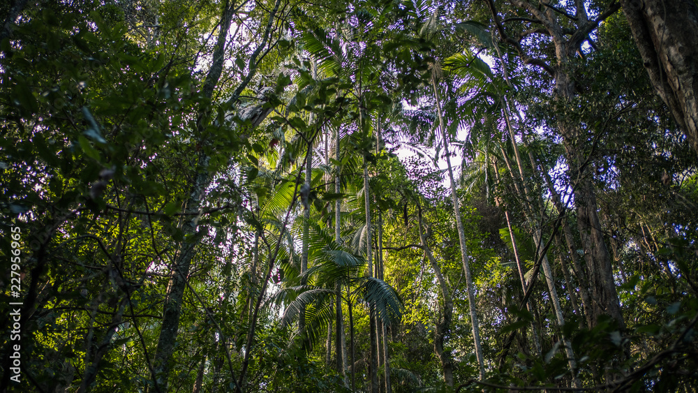 Fototapeta premium tree in the forest