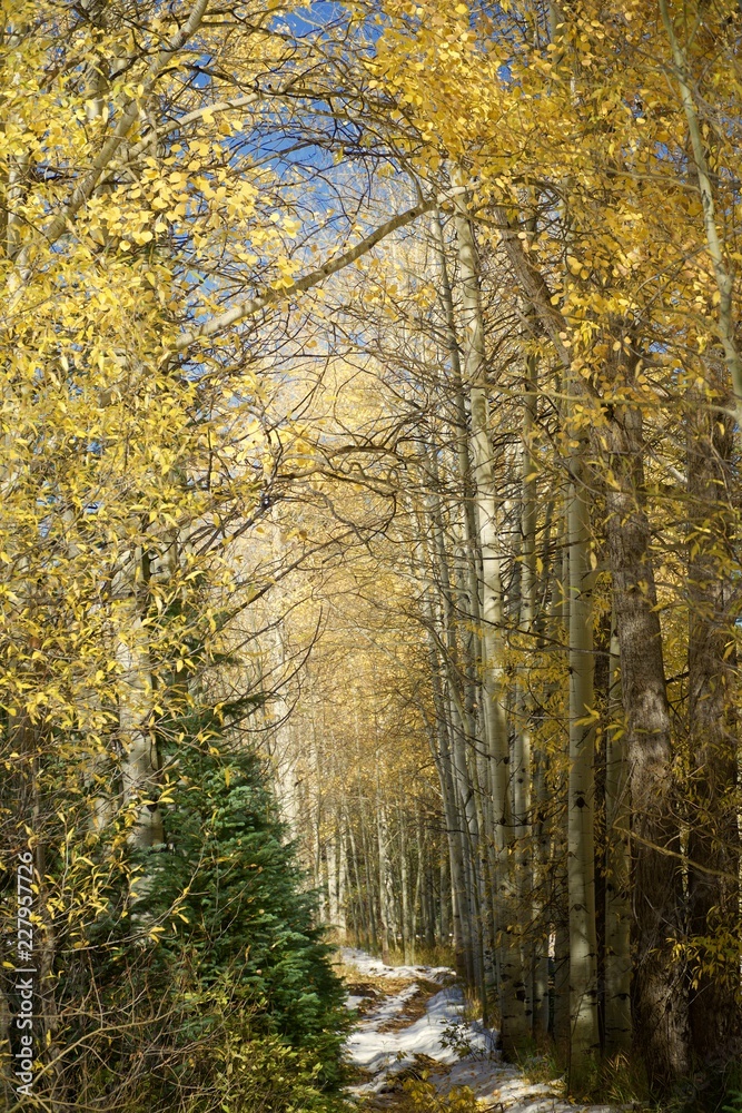Fototapeta premium Path between fall aspen colors