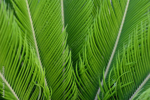 Green Palm Texture