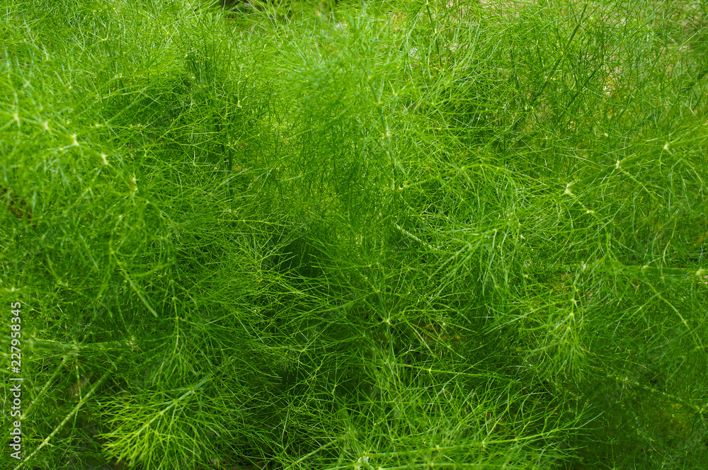 Fennel Greenery Fennel Greenery