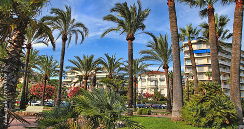 Palm trees on the Croisette in Cannes city