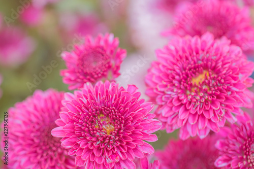 Colorful flowers chrysanthemum made with gradient for background Abstract texture Soft and Blurred style.postcard.