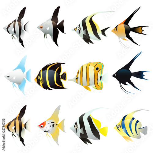 Set of angel fish Cartoon isolated on white background. Vector illustration