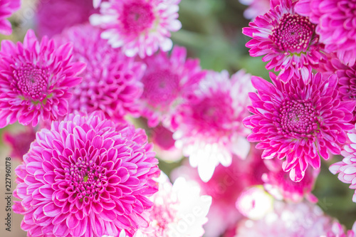 Colorful flowers chrysanthemum made with gradient for background Abstract texture Soft and Blurred style.postcard.