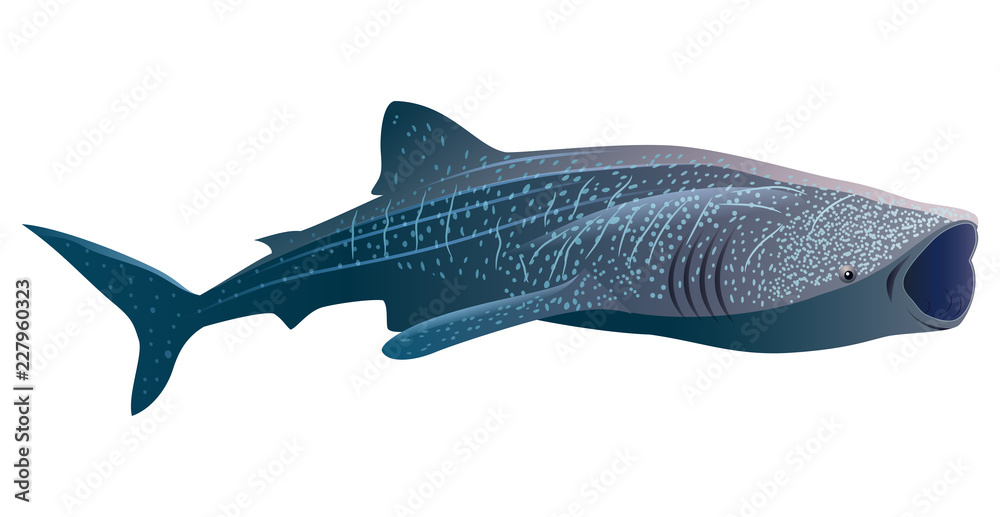 Fototapeta premium Rekin wielorybi kreskówka na białym tle. Ilustracji wektorowych