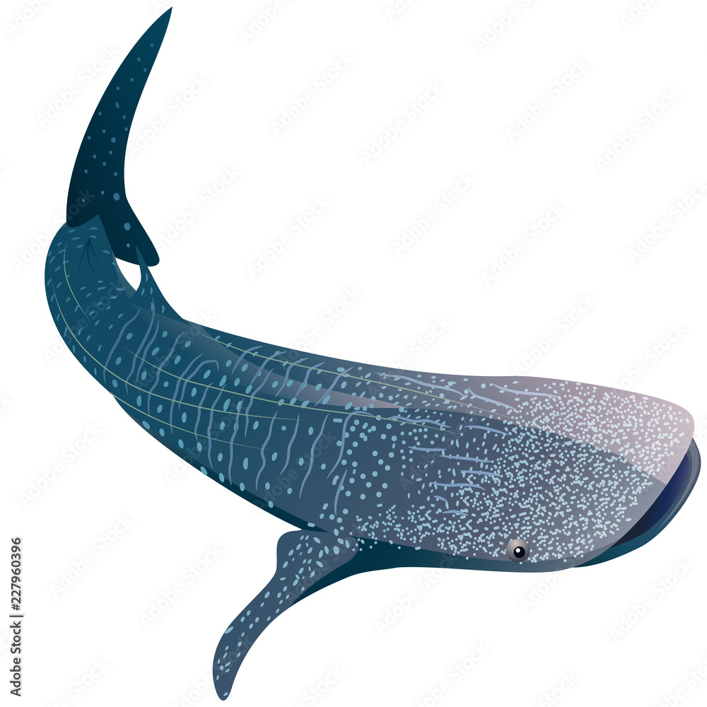 Obraz premium Rekin wielorybi kreskówka na białym tle. Ilustracji wektorowych