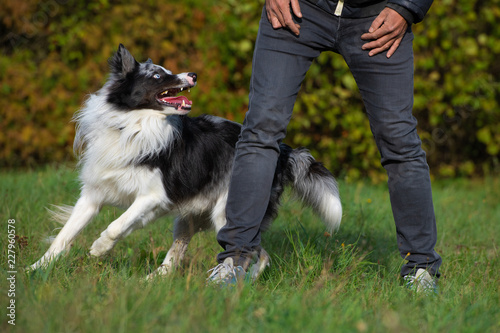 Mann mit Border Collie photo