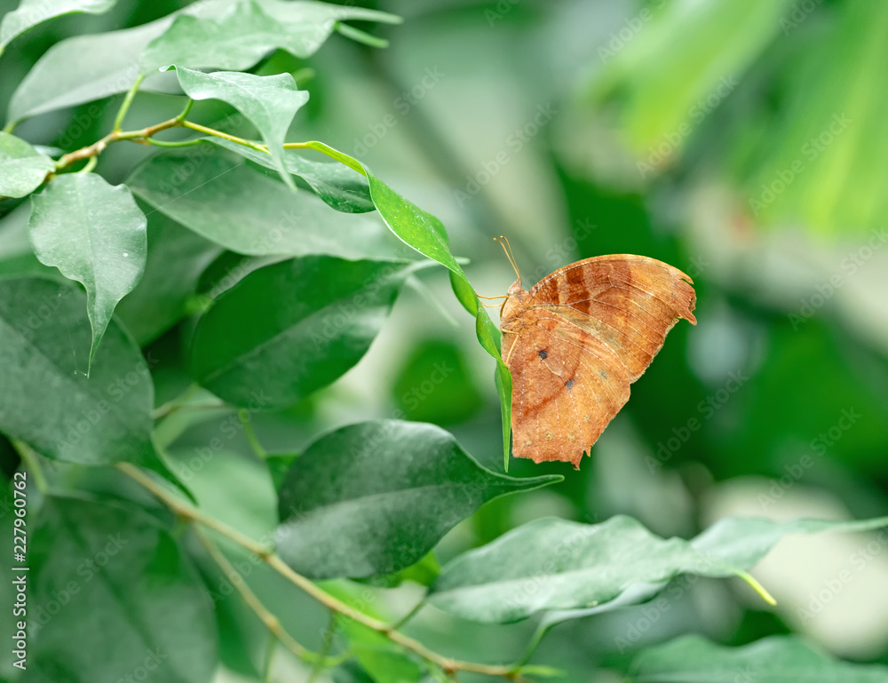 Obraz premium Melanitis on a leaf