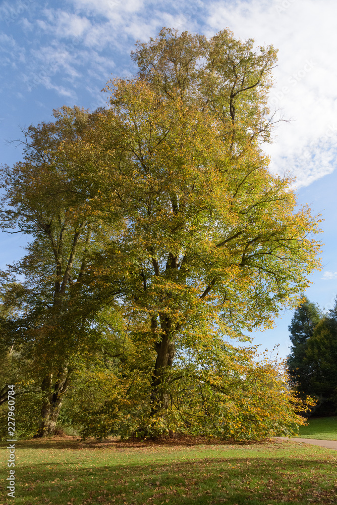 Tree with beautiful autumn colours at Nowton Park
