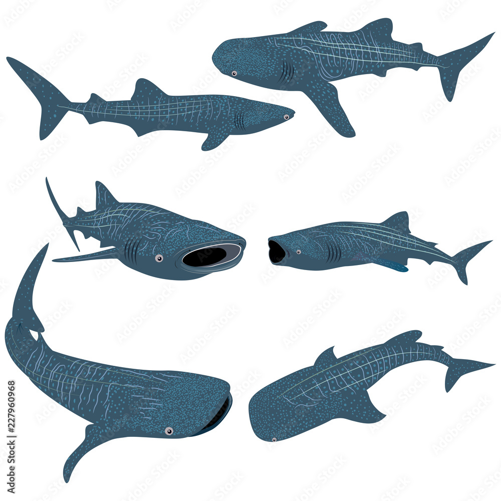 Naklejka premium Set of Cartoon whale shark isolated on white background. Vector illustration
