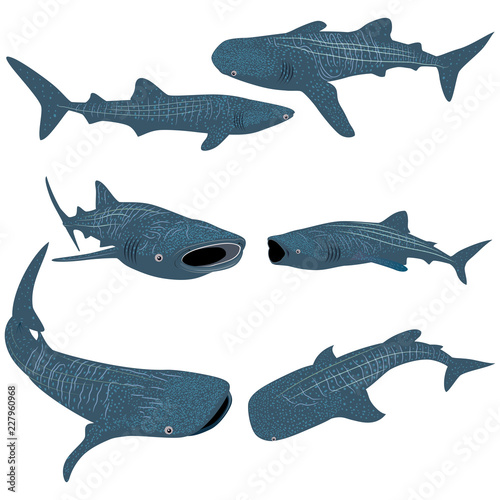 Set of Cartoon whale shark isolated on white background. Vector illustration