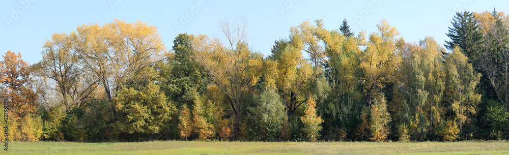 Early autumn landscape. Panoramic view of deciduous forest with trees that began to turn yellow and blue sky