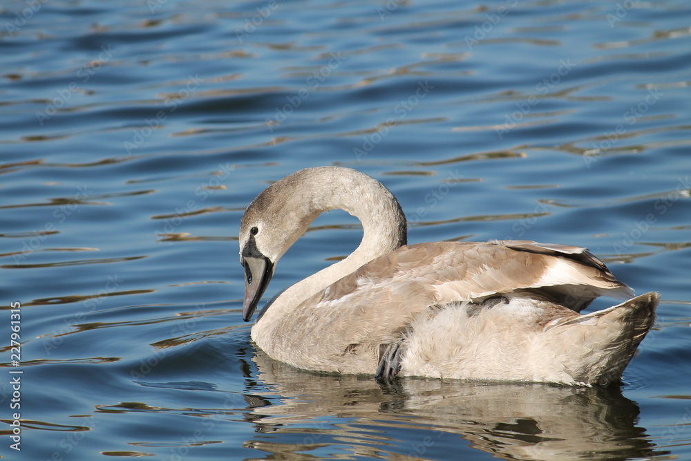 Cygnus olor cygnet or Mute swan in juvenile plumage Cygnus olor cygnet or Mute swan in juvenile plumage
