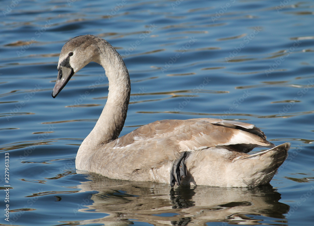 Cygnus olor cygnet or Mute swan in juvenile plumage