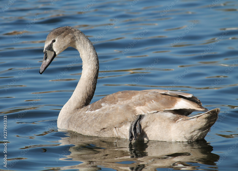 Cygnus olor cygnet or Mute swan in juvenile plumage Cygnus olor cygnet or Mute swan in juvenile plumage