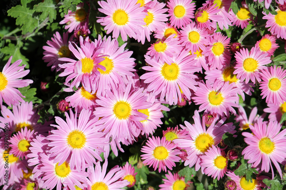 Bright pink flowers of garden chrysanths