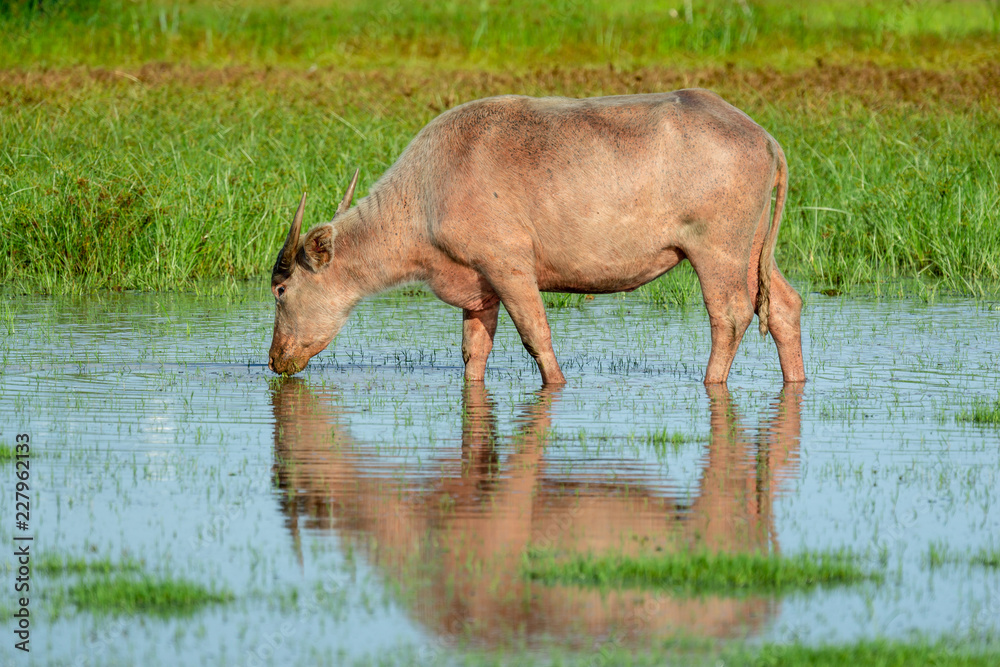 Fototapeta premium Water buffalo masses in wetland at Thale Noi, Phatthalung - a province in southern Thailand.